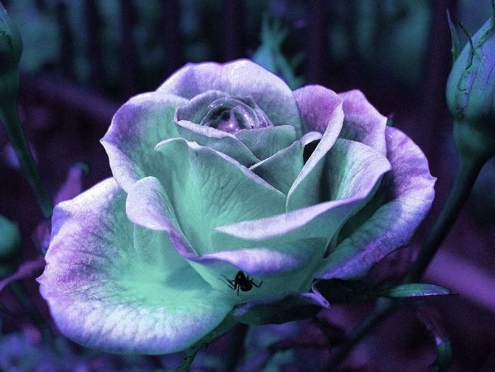 blue-rose-1024.jpg